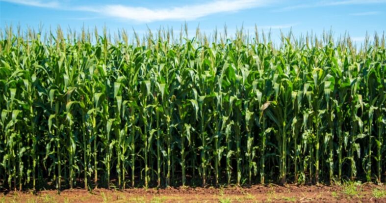 Mısır hasadı başladı TMO fiyatı duyurdu