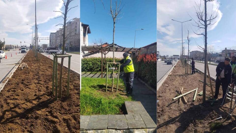 Bursa’nın Fetih Yılında 700 Çınar Projesiyle Tarihi ve Doğal Miras Güçleniyor