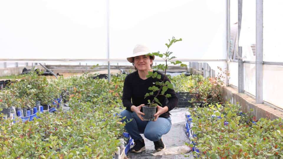 Antalya Büyükşehir Belediyesi’nden Alanya’da Coğrafi İşaretli Keçiboynuzu Üreticilerine 5 Bin Fidan Dağıtımı