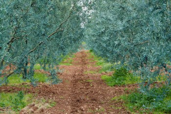 Dorlion Zeytinyağı, Sakarya Vadisi'nin Zeytinlerinden Üretilen Kalitesiyle Ödüller Kazandı