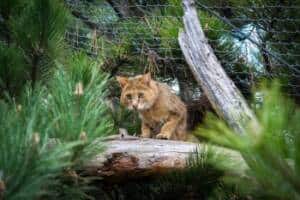 Eskişehir Hayvanat Bahçesi’nde 30 Yeni Tür Ziyaretçileriyle Buluştu