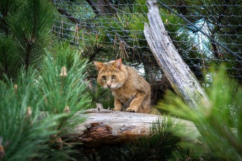 Eskişehir Hayvanat Bahçesi’nde 30 Yeni Tür Ziyaretçileriyle Buluştu