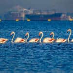 4 Mevsim Kocaeli 13. Ulusal Fotoğraf Yarışması Başvuruları Başladı