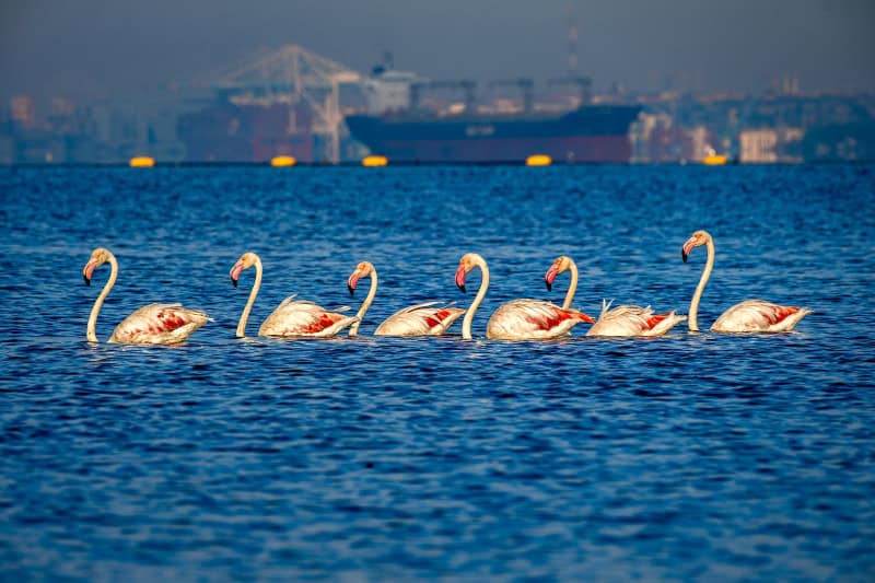 4 Mevsim Kocaeli 13. Ulusal Fotoğraf Yarışması Başvuruları Başladı